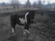PONETTE A VENDRE