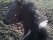 PONETTE A VENDRE