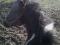 PONETTE A VENDRE