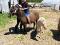 chevaux de randonnée