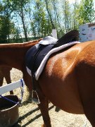 Kit selle anglaise, 17 po, pad mouton, bride, étriers, 325$
