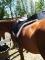 Kit selle anglaise, 17 po, pad mouton, bride,...