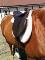 Kit selle anglaise, 17 po, pad mouton, bride,...