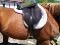 Kit selle anglaise, 17 po, pad mouton, bride,...