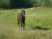 Belle jument QH a vendre 2000$ à qui la chance ?