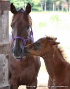 Jument Trakehner à vendre