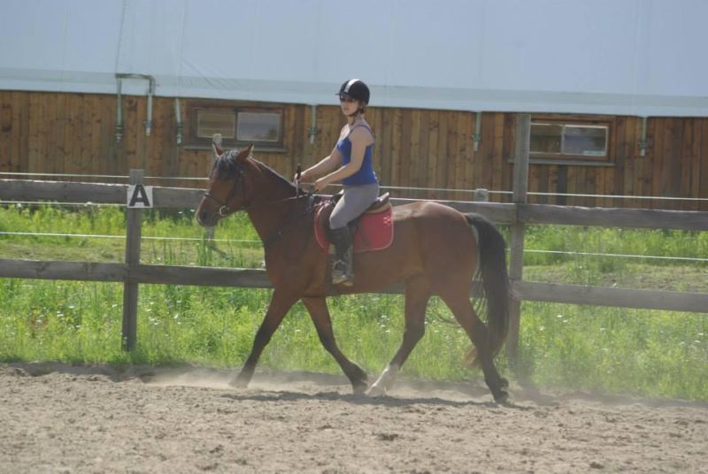 Quater horse croisée, 5 ans