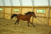 Quater horse croisée, 5 ans