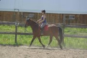 Quater horse croisée, 5 ans