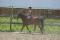 Quater horse croisée, 5 ans