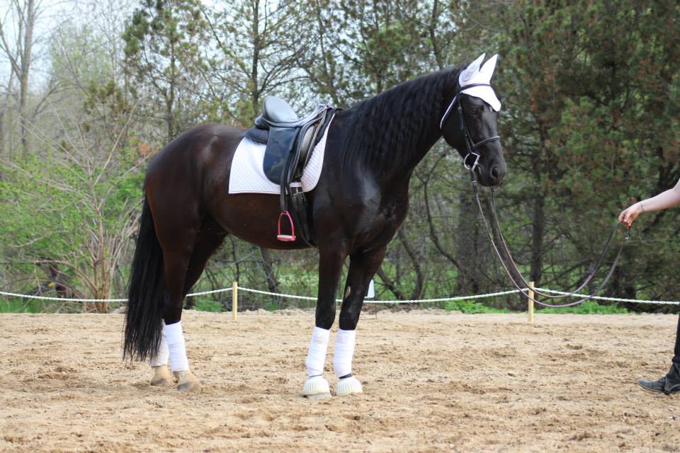 Très beau projet , un super cheval<3