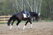 Très beau projet , un super cheval<3