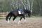 Très beau projet , un super cheval<3