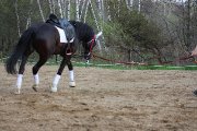 Très beau projet , un super cheval<3