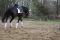 Très beau projet , un super cheval<3