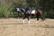 Très beau projet , un super cheval<3