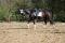 Très beau projet , un super cheval<3