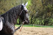 Très beau projet , un super cheval<3