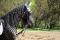 Très beau projet , un super cheval<3