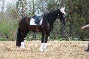 Très beau projet , un super cheval<3