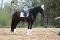 Très beau projet , un super cheval<3