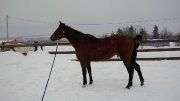  VENDU Pearl Améva Jument Thoroughbred