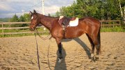  VENDU Pearl Améva Jument Thoroughbred