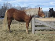  Poulain canadien PSE de 2 ans!