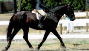 American Warmblood très polyvalent - DRESSAGE - Au sol