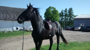 American Warmblood très polyvalent - DRESSAGE - Fière