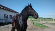 American Warmblood très polyvalent - DRESSAGE