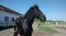 American Warmblood très polyvalent - DRESSAGE