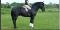 American Warmblood très polyvalent - DRESSAGE