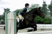 American Warmblood très polyvalent - DRESSAGE