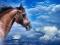 Produits naturels pour chevaux