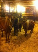 Gentils poneys à vendre !! 