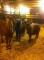 Gentils poneys à vendre !! 