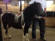 Mini poney