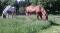 PROMOTION!! RANDONNÉE À CHEVAL/TOURS ENFANTS