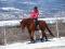 Thoroughbred à donner (retraite)