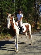 Demi-pension, parfait cheval pour tout type de...