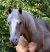 Beau guilding palomino à vendre