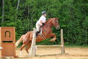 Belle jument QH croisée