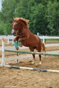 Belle jument QH croisée