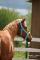 Belle jument QH croisée