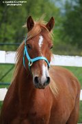 Belle jument QH croisée