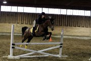 Hongre de 8ans, bay, 15.2mains Hunter/Jumpr/Equitation