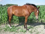 Hongre de 8ans, bay, 15.2mains Hunter/Jumpr/Equitation