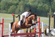 Hongre de 8ans, bay, 15.2mains Hunter/Jumpr/Equitation