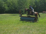 Hongre de 8ans, bay, 15.2mains Hunter/Jumpr/Equitation
